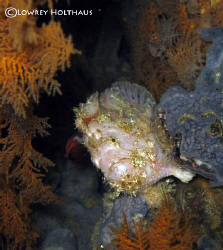 Frogfish at Gordon's Rocks by Lowrey Holthaus 